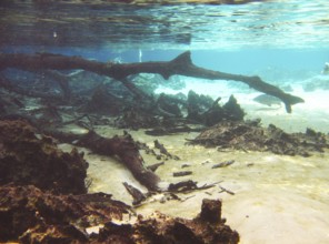 Fund of the Lake, Landscape, Bonito, Mato Grosso do Sul, Brazil