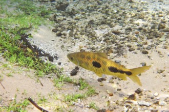 Fish, Piau, Leporinus friderichi, Bonito, Mato Grosso do Sul, Brazil