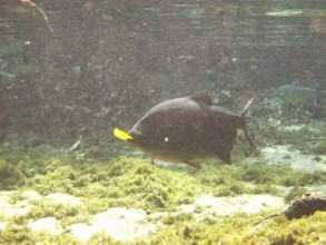 Pisces, Pacu, Piaractus mesopotamicus, Bonito, Mato Grosso do Sul, Brazil