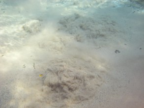 Fund of the Lake, Sand, Bonito, Mato Grosso do Sul, Brazil