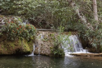 Forest, Nature, Seis Cachoeiras Park, Bonito, Mato Grosso do Sul, Brazil