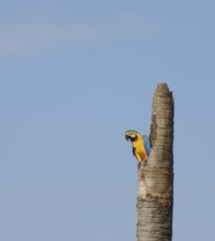 Macaw, Bonito, Mato Grosso do Sul, Brazil