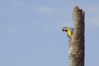 Macaw, Bonito, Mato Grosso do Sul, Brazil