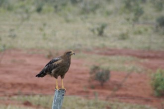 Road Side Hawlt, Bird of prey, Bonito, Mato Grosso do Sul, Brazil