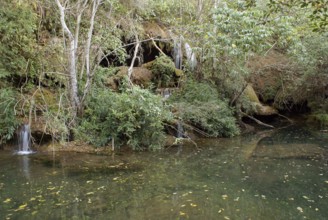 Forest, Nature, Seis Cachoeiras Park, Bonito, Mato Grosso do Sul, Brazil