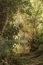 Forest, Nature, Seis Cachoeiras Park, Bonito, Mato Grosso do Sul, Brazil