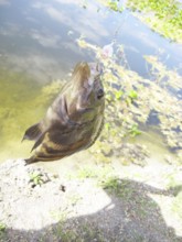 Fish, Fishhook, Pantanal, Mato Grosso do Sul, Brazil