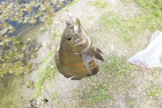Fish, Fishhook, Pantanal, Mato Grosso do Sul, Brazil