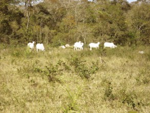 Animal, Oxen, Pantanal, Mato Grosso do Sul, Brazil