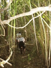 People, Treads, Pantanal, Mato Grosso do Sul, Brazil