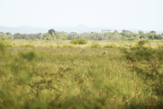 Emu, Rhea americana, Rheidae, Pantanal, Mato Grosso do Sul, Brazil