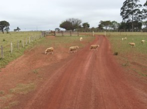 Sheep, Bonito, Mato Grosso do Sul, Brazil