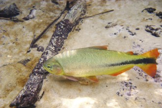 Fish, Piraputanga, Brycon hilarii, Bonito, Mato Grosso do Sul, Brazil