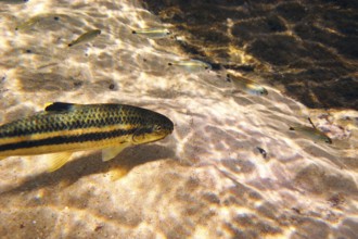 Fish, Joaninha, Crenicichla vittata, Bonito, Mato Grosso do Sul, Brazil
