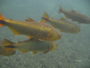 Fish, Dourado, Salminus brasiliensis, Bonito, Mato Grosso do Sul, Brazil