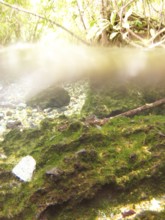 Fund of the Lake, Landscape, Bonito, Mato Grosso do Sul, Brazil