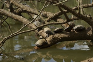 Animal, Turtle, Horto Florestal Park, São Paulo, Brazil