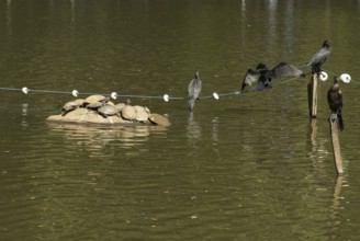 Animal, Biguá, Turtle, Horto Florestal Park, São Paulo, Brazil