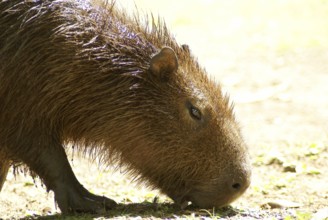 Animal, Capybara, Horto Florestal Park, São Paulo, Brazil