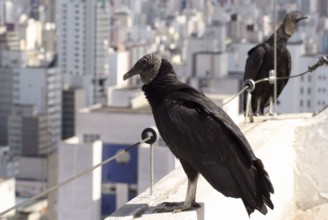 Animal, Bird, Vulture-of-head-black, Horto Florestal Park, São Paulo, Brazil