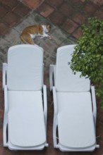 Animal, cat, sleeping, City, Rio de Janeiro, Brazil