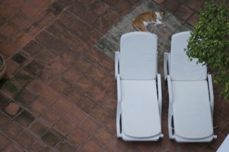 Animal, cat, sleeping, City, Rio de Janeiro, Brazil