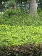 Square, City, Rio de Janeiro, Brazil