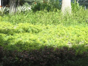 Square, City, Rio de Janeiro, Brazil