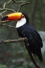 Bird, Toucan-stub, OiseauxFoz, Foz Iguaçu, Brazil