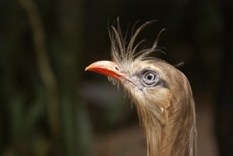 Bird, Seriema-foot-red, OiseauxFoz, Foz Iguaçu, Brazil