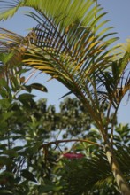 Nature, flowers, Bread Sugar, City, Rio de Janeiro, Brazil