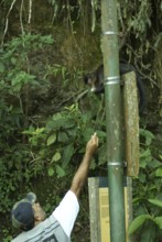 People, man, Animal, Monkey-nail, Forest Tijuca, Cristo Redentor, Rio de Janeiro, Brazil