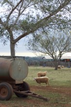 Sheep, Cabeceira do Prata Farm, Rio da Prata, Bonito, Mato Grosso do Sul, Brazil