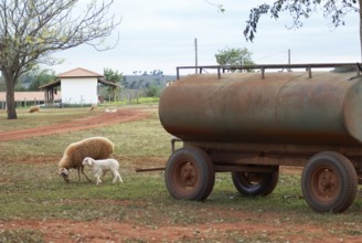 Sheep, Cabeceira do Prata Farm, Rio da Prata, Bonito, Mato Grosso do Sul, Brazil