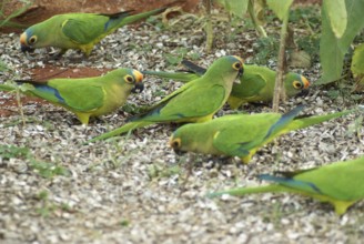 Ave, Parakeet, Cabeceira do Prata Farm, Rio da Prata, Bonito, Mato Grosso do Sul, Brazil