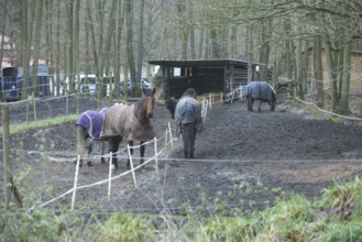 Animals, Horses, Boissy sous Saint Yon, Essonne (91), France