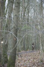 Park, Horse, Boissy sous Saint Yon, Essonne (91), France