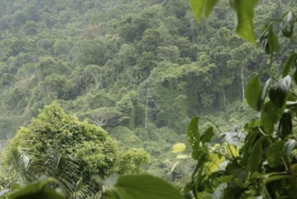 Forest, Nature, Ilha Grande, Rio de Janeiro, Brazil
