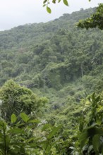 Forest, Nature, Ilha Grande, Rio de Janeiro, Brazil