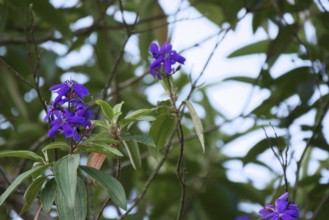 Flower, Ilha Grande, Rio de Janeiro, Brazil