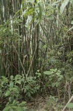Bamboo, Nature, Ilha Grande, Rio de Janeiro, Brazil