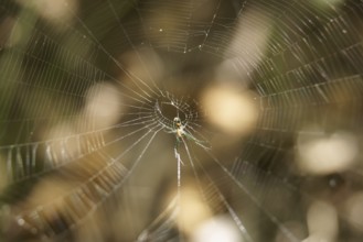 Spider's web, Ilha Grande, Rio de Janeiro, Brazil