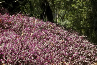 Plant, Nature, Ilha Grande, Rio de Janeiro, Brazil