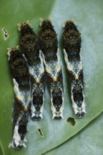 Caterpillars, Leaves, Ilha Grande, Rio de Janeiro, Brazil
