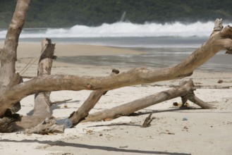 Trunk, Nature, Ilha Grande, Rio de Janeiro, Brazil