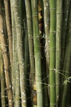 Bamboo, Nature, Ilha Grande, Rio de Janeiro, Brazil