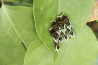 Caterpillars, Leaves, Ilha Grande, Rio de Janeiro, Brazil