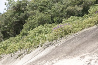 Stone, Plant, Ilha Grande, Rio de Janeiro, Brazil