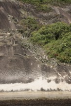 Stone, Plant, Ilha Grande, Rio de Janeiro, Brazil