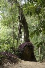 Tree, Forest, Ilha Grande, Rio de Janeiro, Brazil